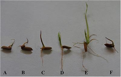 Alleviation of Submergence Stress in Rice Seedlings by Plant Growth-Promoting Rhizobacteria With ACC Deaminase Activity